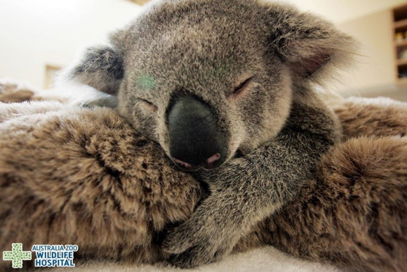 Phantom El Bebe Koala Que Abraza A Su Madre Mientras La Operan 10 06 15 El Pais Uruguay