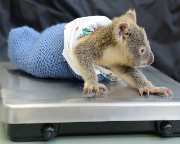 Phantom El Bebe Koala Que Abraza A Su Madre Mientras La Operan 10 06 15 El Pais Uruguay