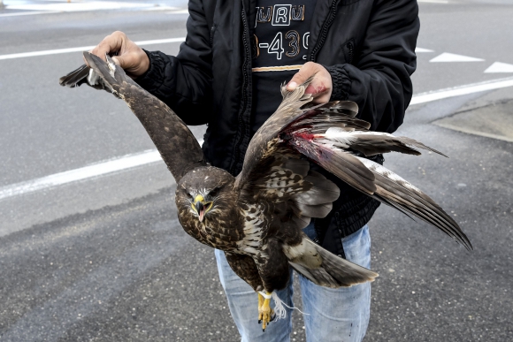 Resultado de imagen para águila real cazando