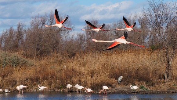 Los Excrementos De Aves Marinas Vitales Para El Ciclo Global De Nutrientes 24 01 18 El Pais Uruguay