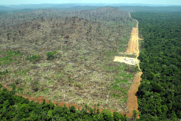 Daño por tala de árboles en la Amazonia brasileña crece el 54% - 21/06/2020 - EL PAÍS Uruguay