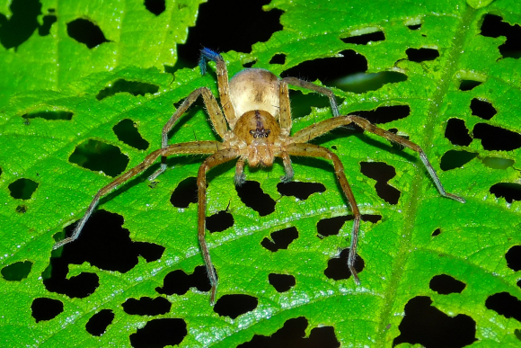 This is the huntsman spider.  Photo: Pixabay