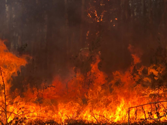 Continúa el fuego en Paysandú y Río Negro: Bomberos trabajan para evitar que llegue a poblaciones cercanas - Información - 31/12/2021 - EL PAÍS Uruguay
