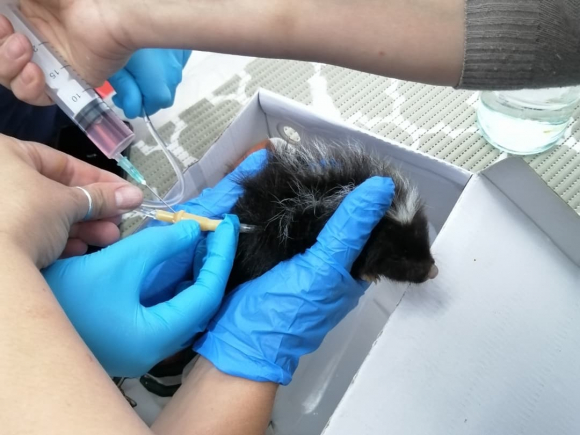 Foto: Policlínica de Animales Silvestres y Mascotas No Tradicionales de la Facultad de Veterinaria
