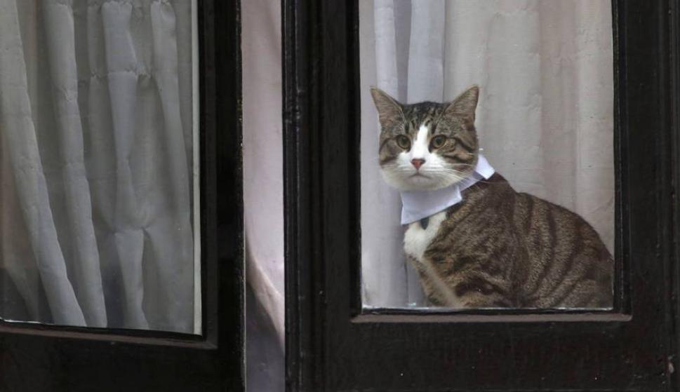 Las corbatas del gato de Julian Assange son un éxito en 