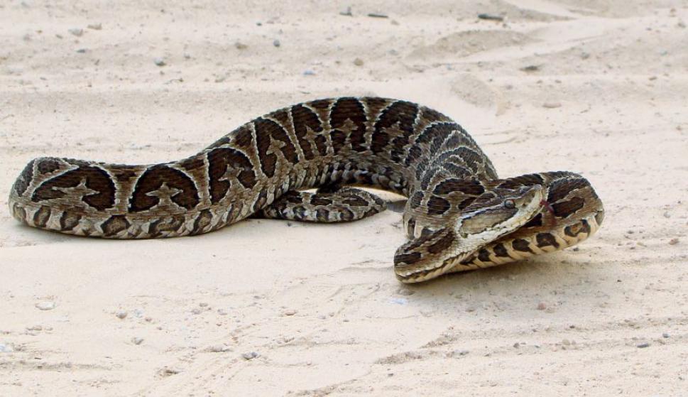 Mitos Y Verdades De Las Serpientes 24 02 2015 El Pais Uruguay