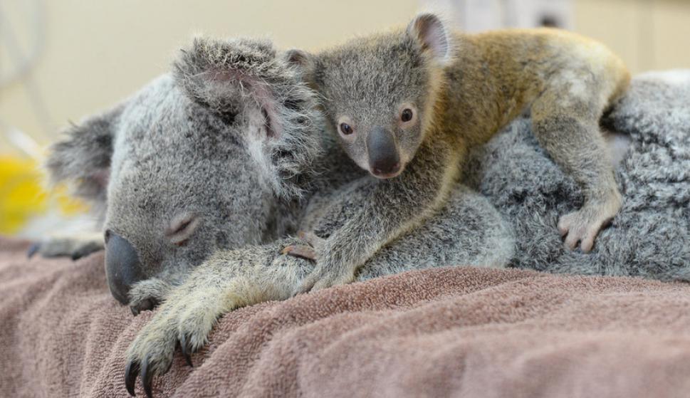 Phantom El Bebe Koala Que Abraza A Su Madre Mientras La Operan 10 06 15 El Pais Uruguay