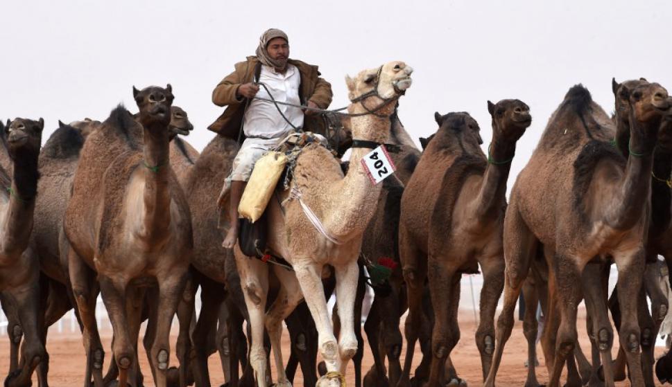 anuncio del sitio de citas con camello