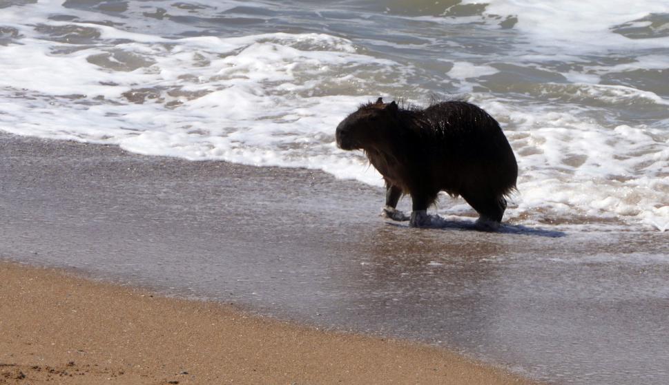 Un carpincho fue visto en una playa de Punta del Este y ...