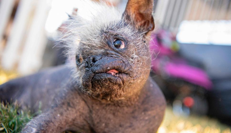"Mr Happy Face" es el nuevo perro más feo del mundo. Foto: AFP