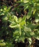 Baccharis palustris