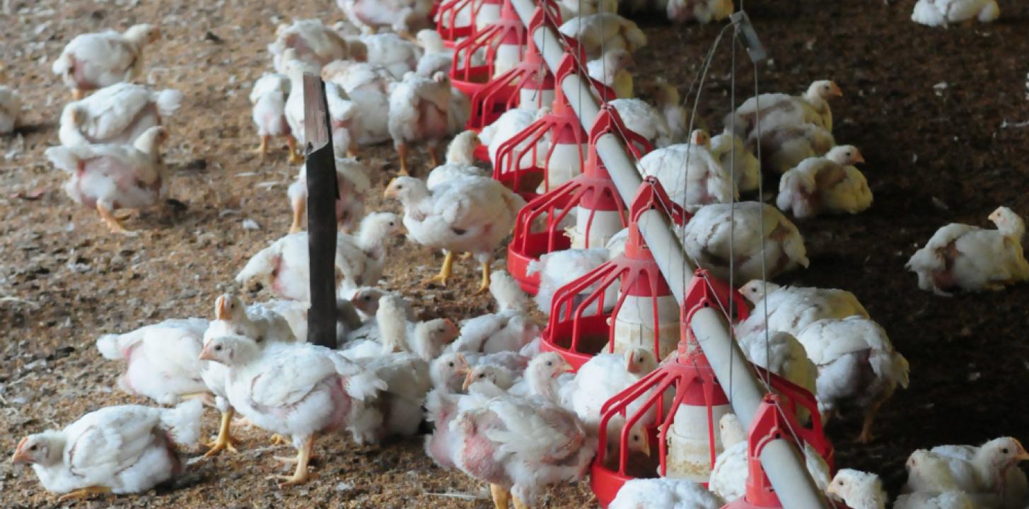 La avícola Tenent, la idea de ser cooperativa y la “sorpresa” que le generó  al gestor del Fondes - Negocios - 12/10/2018 - EL PAÍS Uruguay